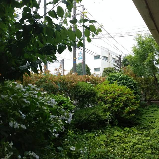 植木の伐採（2024年8月のInstagram投稿）